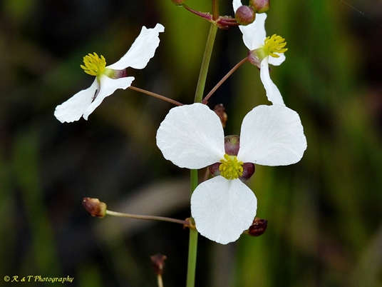 {Sagittaria graminea}